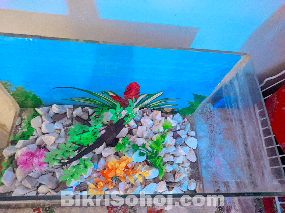 Fish aquarium